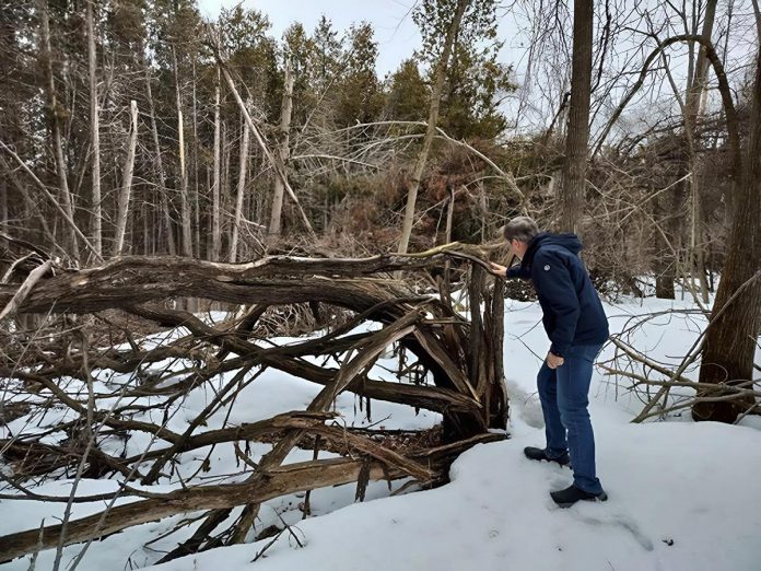 Standing in his yard backing onto a forest, Peterborough resident Lyn Jones assesses his property for fire risk. Climate events such as last spring's ice storm and summer drought have resulted in properties being littered with branches, brush, and other debris. These can create "fuel ladders," a pathway for wildfires to climb from the ground into the forest canopy. (Photo: Jackie Donaldson / GreenUP)