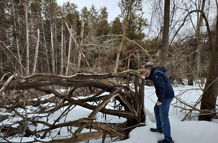 Standing in his yard backing onto a forest, Peterborough resident Lyn Jones assesses his property for fire risk. Climate events such as last spring's ice storm and summer drought have resulted in properties being littered with branches, brush, and other debris. These can create "fuel ladders," a pathway for wildfires to climb from the ground into the forest canopy. (Photo: Jackie Donaldson / GreenUP)