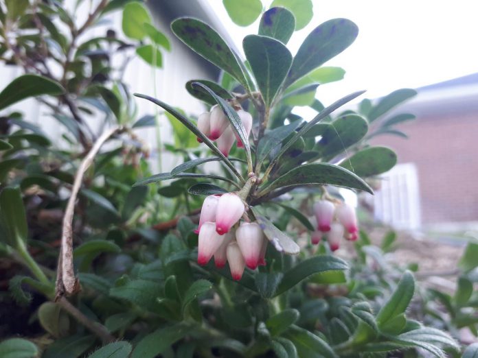 Bearberry, a native plant also known as kinnikinnick, is recommended for landscaping around buildings in wildfire-prone areas due its fire resistance. It is low-growing and has high moisture content, making it less prone to carrying fire to nearby structures. (Photo: Hayley Goodchild / GreenUP)