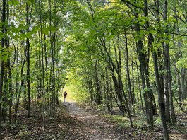 The Japanese practice of forest bathing, or shinrin-yoku, offers simple but profound ways to connect to nature which benefits personal wellbeing through emotional awareness and self-regulation. It also enhances one's ability and commitment to promote environmental and climate justice and to show up in effective, realistic, collaborative, and creative ways. (Photo: Beth McKinlay)