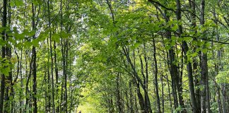 Slow down and mindfully engage with nature with forest bathing The Japanese practice of forest bathing, or shinrin-yoku, offers simple but profound ways to connect to nature which benefits personal wellbeing through emotional awareness and self-regulation. It also enhances one's ability and commitment to promote environmental and climate justice and to show up in effective, realistic, collaborative, and creative ways. (Photo: Beth McKinlay)