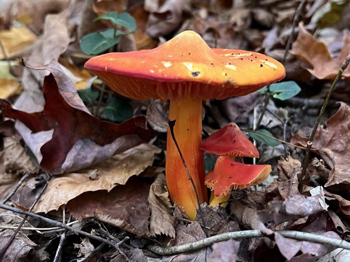 By encouraging you to slow down to truly look and engage in your senses, forest bathing can help reveal the awe, wonder, and beauty of the natural world. Turning to nature has proven physical and emotional benefits, especially when life's challenges seem overwhelming. (Photo: Beth McKinlay)