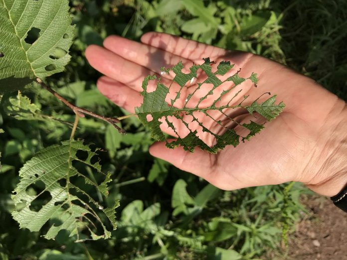 The veins of a leaf casting a shadow on the veins of a hand is a visual demonstration of the interrelatedness between humans and the more-than-human world. Plants capture sunlight and turn it into food for caterpillars, humans, and all creatures. Human survival depends on a commitment to environmental and climate justice. (Photo: Beth McKinlay)