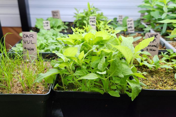 Located at 1899 Ashburnham Drive in Peterborough, GreenUP Ecology Park Native Plant Nursery is a source for native trees, shrubs, and wildflowers. The nursery is propagating more native plants than ever, many of which are available for purchase, while others make their way to ecological projects throughout the community. All proceeds from nursery sales support GreenUP's non-profit programming. (Photo: GreenUP)