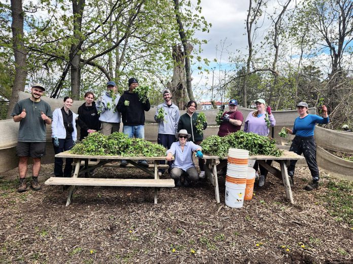 Trent University teacher candidates volunteer with GreenUP at Ecology Park each May as part of The Learning Garden, an alternative settings placement which provides the students with the knowledge, skill, and motivation to facilitate environmental consciousness to their future students. (Photo: GreenUP)