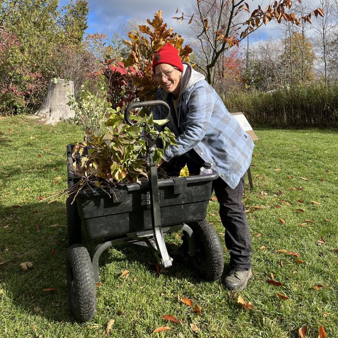 Although GreenUP operates with a team of paid staff, the organization also depends on the contributions of environmentally minded volunteers like Stephanie Larstone, pictured during a Trans Canada Trail tree planting event held at Ecology Park in October 2025. A landscape gardener, she attended weekly Restoration Wednesday events at Ecology Park where she removed buckthorn and learned about other invasive plants. (Photo: GreenUP)