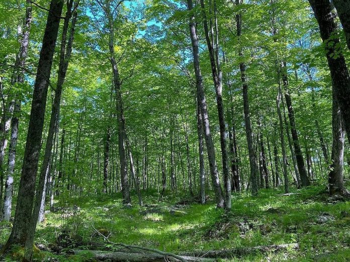More than 100 acres of forest behind Viamede Resort has been designated as an Other Effective Area-Based Conservation Measure (OECM) by the federal government, which recognizes lands and waters that are managed in ways that achieve the conservation of biodiversity, but are not protected areas or parks. While the main objective of a protected area is conservation, an OECM is managed for another purpose while also achieving conservation and biodiversity outcomes. (Photo courtesy of Ontario Conservation Accelerator)