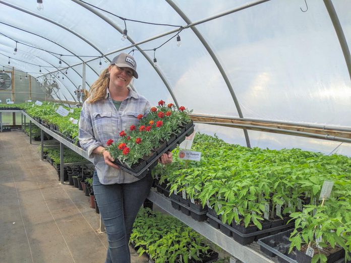 Amanda O'Rourke brings nearly 20 years of growing experience to Belmont Farmstead, a farm-based nursery located just outside of Havelock in the Township of Havelock-Belmont-Methuen. In January, O'Rourke purchased a 27-year-old family-run seed company business also based in Havelock, one of many growth opportunities made possible in part by agricultural programming supported by Peterborough County. (Photo courtesy of Belmont Farmstead) Amanda O'Rourke brings nearly 20 years of growing experience to Belmont Farmstead, a farm-based nursery located just outside of Havelock in the Township of Havelock-Belmont-Methuen. In January, O'Rourke purchased a 27-year-old family-run seed company business also based in Havelock, one of many growth opportunities made possible in part by agricultural programming supported by Peterborough County. (Photo courtesy of Belmont Farmstead)