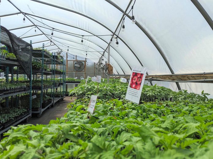 At Belmont Farmstead, 90 per cent of the products sold by owner Amanda O'Rourke are grown on the farm, including over 30 varieties of tomatoes and more than a dozen varieties of sweet and hot peppers. Belmont Farmstead is already a member of Kawartha Choice FarmFresh and O'Rourke is interested in participating in the Kawartha Local Food Wholesale program, an economic development initiative that strengthens the region's capacity for local food distribution in Peterborough County, the City of Kawartha Lakes, and the City of Peterborough. (Photo courtesy of Belmont Farmstead)