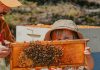 The Local Advantage with Peterborough County: Hunnabees Honey Co. is buzzing with opportunities thanks to agricultural programming Hunnabees Honey & Co. owners David and Keri Nicolaous's daughter examines a beehive frame at the Millbrook farm, which sells various honey flavours, maple syrup, and other related products with a focus on ethical and sustainable beekeeping. Agricultural programming from Peterborough County will help Hunnabees expand its educational tours and experiences to help visitors connect with the land, including by offering "bee therapy" with an apitherapy cabin. (Photo courtesy of Hunnabees Honey & Co.)