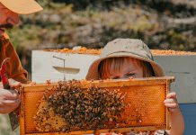 The Local Advantage with Peterborough County: Hunnabees Honey Co. is buzzing with opportunities thanks to agricultural programming Hunnabees Honey & Co. owners David and Keri Nicolaous's daughter examines a beehive frame at the Millbrook farm, which sells various honey flavours, maple syrup, and other related products with a focus on ethical and sustainable beekeeping. Agricultural programming from Peterborough County will help Hunnabees expand its educational tours and experiences to help visitors connect with the land, including by offering "bee therapy" with an apitherapy cabin. (Photo courtesy of Hunnabees Honey & Co.)