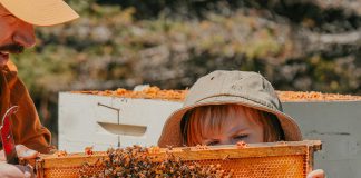 Hunnabees Honey & Co. owners David and Keri Nicolaous's daughter examines a beehive frame at the Millbrook farm, which sells various honey flavours, maple syrup, and other related products with a focus on ethical and sustainable beekeeping. Agricultural programming from Peterborough County will help Hunnabees expand its educational tours and experiences to help visitors connect with the land, including by offering "bee therapy" with an apitherapy cabin. (Photo courtesy of Hunnabees Honey & Co.)