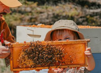 The Local Advantage with Peterborough County: Hunnabees Honey Co. is buzzing with opportunities thanks to agricultural programming Hunnabees Honey & Co. owners David and Keri Nicolaous's daughter examines a beehive frame at the Millbrook farm, which sells various honey flavours, maple syrup, and other related products with a focus on ethical and sustainable beekeeping. Agricultural programming from Peterborough County will help Hunnabees expand its educational tours and experiences to help visitors connect with the land, including by offering "bee therapy" with an apitherapy cabin. (Photo courtesy of Hunnabees Honey & Co.)