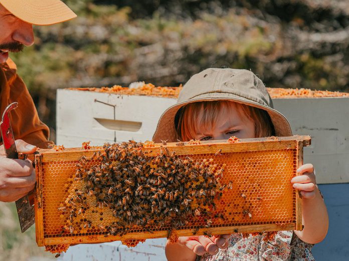 Hunnabees Honey & Co. owners David and Keri Nicolaous's daughter examines a beehive frame at the Millbrook farm, which sells various honey flavours, maple syrup, and other related products with a focus on ethical and sustainable beekeeping. Agricultural programming from Peterborough County will help Hunnabees expand its educational tours and experiences to help visitors connect with the land, including by offering "bee therapy" with an apitherapy cabin. (Photo courtesy of Hunnabees Honey & Co.)