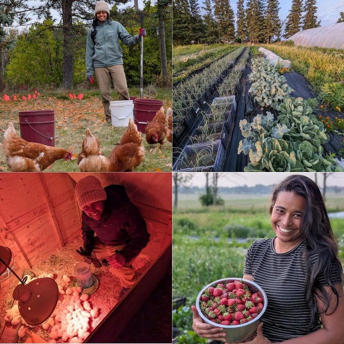 From left to right, top and bottom: Jesvyl Dsilva planting peonies while chickens forage for worms in the holes she dug; the fields at Eyra Estate in full production; Garreth Dias with day-old chicks; Jesvyl Dsilva shows off the strawberry harvest. (Photos courtesy of Garreth Dias and Jesvyl Dsilva)