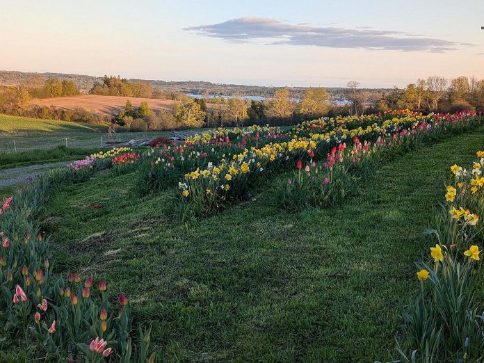 The tulip patch at Eyra Estate, a first-generation family farm in northern Northumberland County that grows a range of produce including cabbage, peppers, onions, tomatoes, garlic, and more. Through online sales and delivery, farmers Garreth Dias and Jesvyl Dsilvaalso also sell beef, eggs, and maple syrup. (Photo courtesy of Garreth Dias and Jesvyl Dsilva)