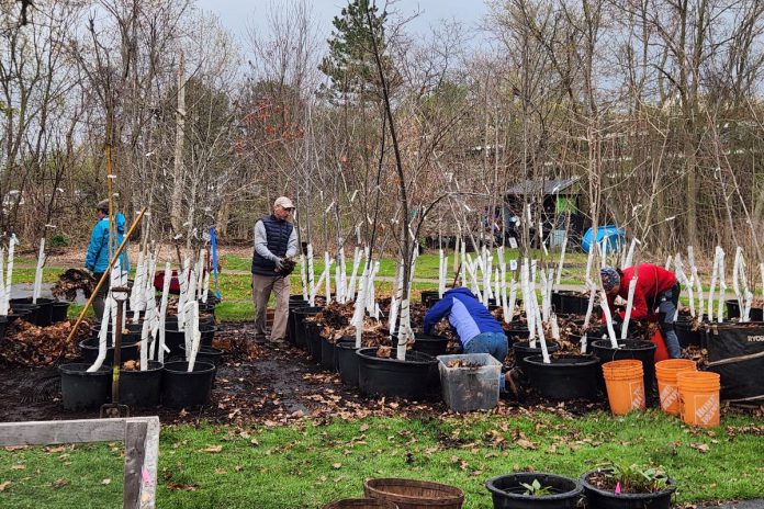 It takes many hands to get GreenUP Ecology Park ready for the season. The annual "Untuck Day" is a favourite of GreenUP staff, who come together at the park to uncover the trees and shrubs after a long winter's nap beneath the leaves. (Photo: Hayley Goodchild / GreenUP)