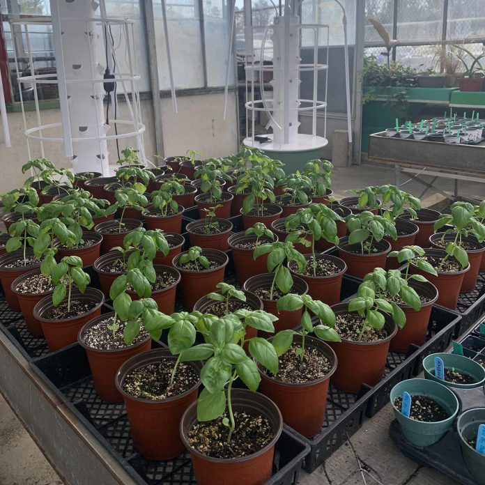Students in the Green Industries program at Thomas A. Stewart Secondary School have been growing herbs and vegetables, including the basil pictured here, that will be available for sale at GreenUP Ecology Park Native Plant Nursery during opening weekend on May 16, 2026. (Photo: Noreen Payette / Thomas A. Stewart Secondary school)