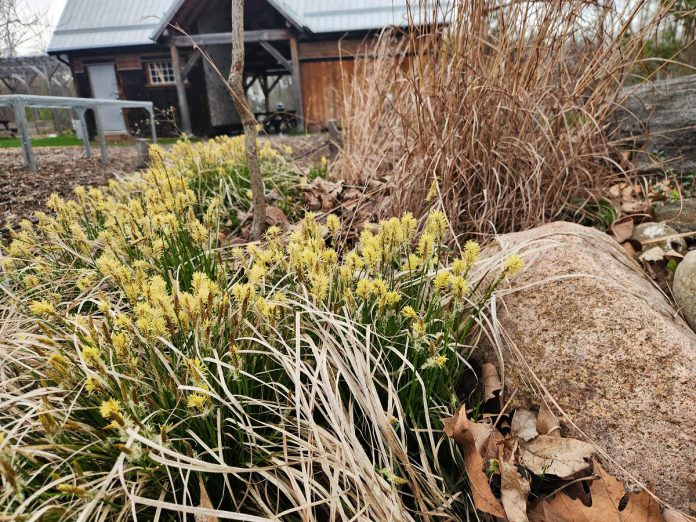 It is a pleasure to witness changes unfold at Ecology Park in early spring. Plants like the Pennsylvania Sedge pictured here "green up" and bloom early in the season. The GreenUP Ecology Park Native Plant Nursery will have several new woodland and wetland sedge species available for purchase in 2026. (Photo: Hayley Goodchild / GreenUP)