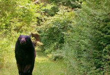 In its 25th year, Kawartha Land Trust is now protecting 50 properties comprising 9,100 acres across the City of Kawartha Lakes and Peterborough County, including the new nature sanctuaries Pierce-Vigneux Nature Sanctuary near Young's Point and Penryn Forest near Bethany. The forests and wetlands of the 96-acre Pierce-Vigneux Nature Sanctuary are home to black bears, moose, fishers, coyotes, and a wide range of birds, as well as several species at risk. (Photo courtesy Paul Vigneux and Penelope Pierce)