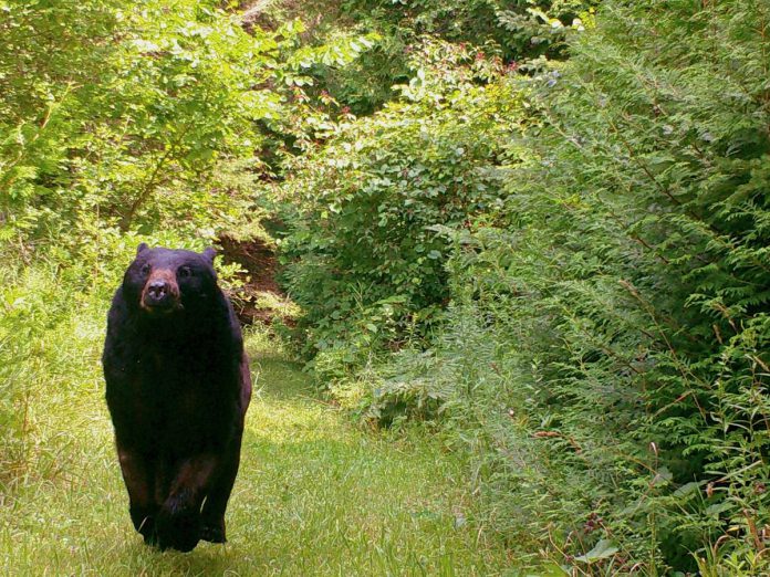 In its 25th year, Kawartha Land Trust is now protecting 50 properties comprising 9,100 acres across the City of Kawartha Lakes and Peterborough County, including the new nature sanctuaries Pierce-Vigneux Nature Sanctuary near Young's Point and Penryn Forest near Bethany. The forests and wetlands of the 96-acre Pierce-Vigneux Nature Sanctuary are home to black bears, moose, fishers, coyotes, and a wide range of birds, as well as several species at risk. (Photo courtesy Paul Vigneux and Penelope Pierce)