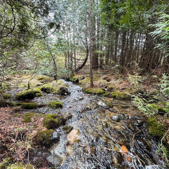 The 213-acre Penryn Forest near Bethany on the Oak Ridges Moraine in the City of Kawartha Lakes is home to over 100 acres of mixed and deciduous forests that are part of a wildlife corridor in the area. The property is also home to meadows and wetlands including a 50-acre cedar swamp, a four-acre cattail marsh, and a coldwater creek, supporting s an abundance of wildlife including amphibians, reptiles, and other wetland species as well as at-risk species. (Photo: Ashely Cramer)