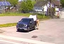 The vehicle and suspect in the theft of a community pantry from Bridge Street West in Campbellford on the afternoon of May 18, 2026. (kawarthaNOW screenshot)