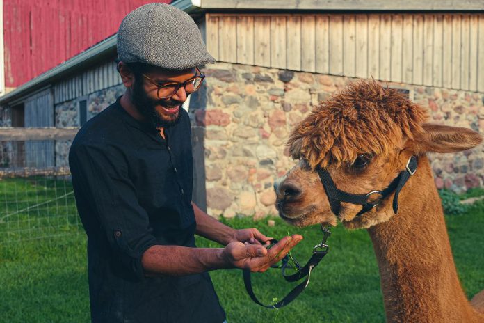 A visitor feeds an alpaca at Haute Goat in Port Hope. Visitor data provided through the Visitor Research Program from Regional Tourism Organization 8 (RTO8) can provide tourism businesses with insights about visitors based on key demographics, lifestyle, media, and travel behaviour. RTO8 is hosting 30-minute virtual information sessions about the program on June 2, 9, and 16, 2026. (Photo: Northumberland Tourism)