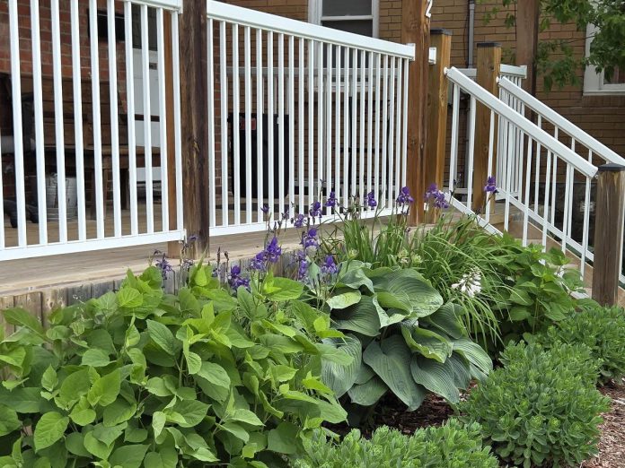 A garden at one of A Place Called Home's transitional houses in Lindsay, which include three rooming houses containing 17 units. The program operates in partnership with the Four Counties Addictions Services Team (Fourcast), which provides housing support workers and case managers. (Photo: A Place Called Home)