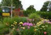 The Local Advantage with Peterborough County: Gardens Plus grows and locally sources easy-care perennials Now in its 29th season, Gardens Plus is a garden centre in the Township of Douro-Dummer that specializes in hostas, daylilies, and easy-care perennials grown on site or sourced from local growers. A big believer in the need to shop and support local, owner Dawn Golloher is a member of the Kawartha Choice FarmFresh economic development program supported by Peterborough County. (Photo courtesy of Gardens Plus)