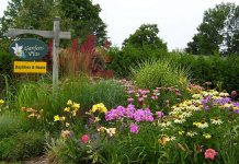 The Local Advantage with Peterborough County: Gardens Plus grows and locally sources easy-care perennials Now in its 29th season, Gardens Plus is a garden centre in the Township of Douro-Dummer that specializes in hostas, daylilies, and easy-care perennials grown on site or sourced from local growers. A big believer in the need to shop and support local, owner Dawn Golloher is a member of the Kawartha Choice FarmFresh economic development program supported by Peterborough County. (Photo courtesy of Gardens Plus)