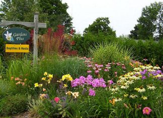 The Local Advantage with Peterborough County: Gardens Plus grows and locally sources easy-care perennials Now in its 29th season, Gardens Plus is a garden centre in the Township of Douro-Dummer that specializes in hostas, daylilies, and easy-care perennials grown on site or sourced from local growers. A big believer in the need to shop and support local, owner Dawn Golloher is a member of the Kawartha Choice FarmFresh economic development program supported by Peterborough County. (Photo courtesy of Gardens Plus)