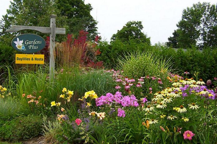 Now in its 29th season, Gardens Plus is a garden centre in the Township of Douro-Dummer that specializes in hostas, daylilies, and easy-care perennials grown on site or sourced from local growers. A big believer in the need to shop and support local, owner Dawn Golloher is a member of the Kawartha Choice FarmFresh economic development program supported by Peterborough County. (Photo courtesy of Gardens Plus)