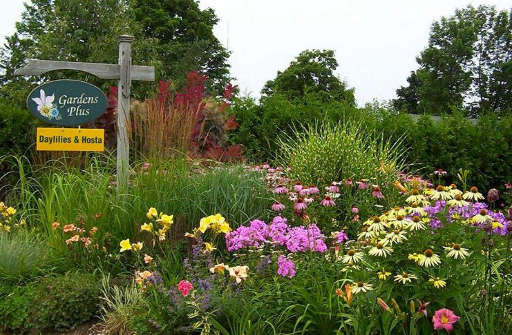 The Local Advantage with Peterborough County: Gardens Plus grows and locally sources easy-care perennials Now in its 29th season, Gardens Plus is a garden centre in the Township of Douro-Dummer that specializes in hostas, daylilies, and easy-care perennials grown on site or sourced from local growers. A big believer in the need to shop and support local, owner Dawn Golloher is a member of the Kawartha Choice FarmFresh economic development program supported by Peterborough County. (Photo courtesy of Gardens Plus)