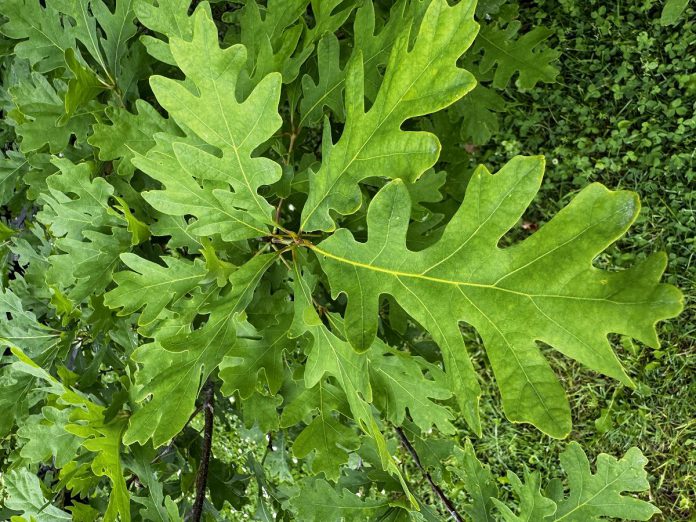 White oak (Quercus alba) is one of the most important native trees, supporting hundreds of species of insects, birds, and mammals. Its leaves serve as food for caterpillars, while its acorns provide a vital food source for wildlife throughout the year. (Photo: Jonathan Armstrong / GreenUP)