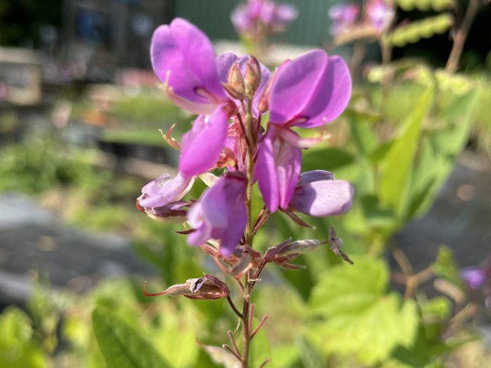 Showy tick-trefoil (Desmodium canadense) produces nectar-rich flowers that attract bees and butterflies throughout the summer, making it an important food source for many pollinating insects. (Photo: Hayley Goodchild / GreenUP)