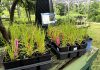 How planting native species in your garden supports the web of life Brown fox sedge (Carex vulpinoidea) is a valuable native host plant for many insects, demonstrating that even the most overlooked plants can play an important role in supporting biodiversity. (Photo: Jonathan Armstrong / GreenUP)
