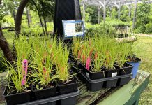 How planting native species in your garden supports the web of life Brown fox sedge (Carex vulpinoidea) is a valuable native host plant for many insects, demonstrating that even the most overlooked plants can play an important role in supporting biodiversity. (Photo: Jonathan Armstrong / GreenUP)
