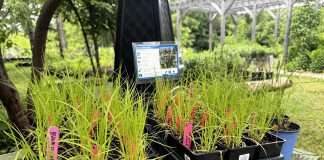 Brown fox sedge (Carex vulpinoidea) is a valuable native host plant for many insects, demonstrating that even the most overlooked plants can play an important role in supporting biodiversity. (Photo: Jonathan Armstrong / GreenUP)