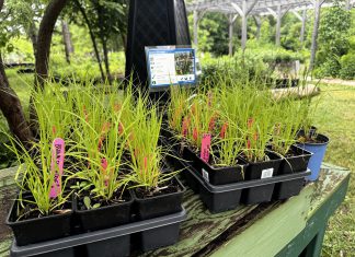 Brown fox sedge (Carex vulpinoidea) is a valuable native host plant for many insects, demonstrating that even the most overlooked plants can play an important role in supporting biodiversity. (Photo: Jonathan Armstrong / GreenUP)