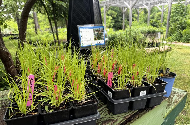 How planting native species in your garden supports the web of life Brown fox sedge (Carex vulpinoidea) is a valuable native host plant for many insects, demonstrating that even the most overlooked plants can play an important role in supporting biodiversity. (Photo: Jonathan Armstrong / GreenUP)