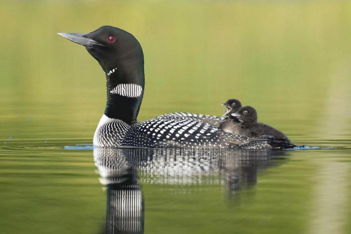 A common loon with her two loonlets. Loons intentionally eat pebbles from the bottom of lakes to help them digest food and can mistake lead sinkers that have sunk to the bottom of a lake for pebbles and swallow them. Even just one small lead sinker is enough to poison a loon and kill it within two to four weeks. (Photo: Mark Peck)