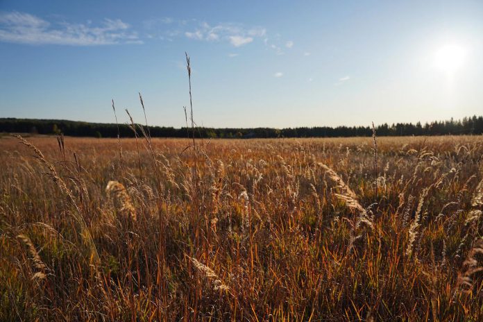 The Rice Lake Plains is home to Indiangrass (sorghastrum nutans), which is a prairie tallgrass native to North America. With golden and plume-like seed heads, the plant is valued for its deep roots, drought tolerance, and habitat benefits in prairie and meadow ecosystems. (Photo: Chelsea Marcantonio / Nature Conservancy of Canada)