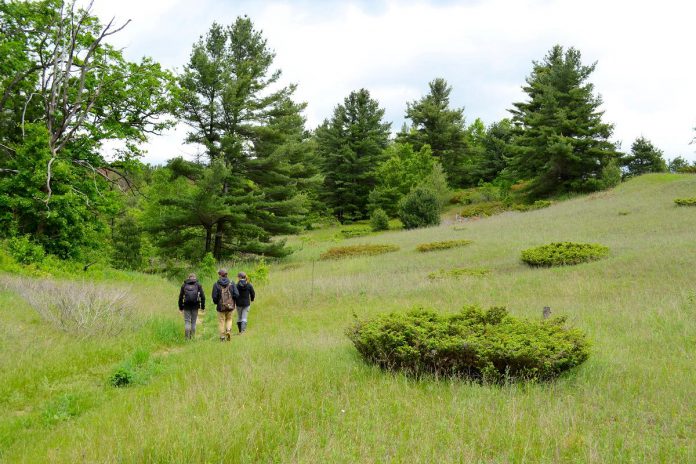 Established in 2011 by the Nature Conservancy of Canada and expanded in 2021 and 2025, the 217-hectare Hazel Bird Nature Reserve in the Rice Lake Plains offers a 3.2 kilometre hiking trail through fields and woodlands and includes interpretive signs, benches, and scenic vistas. It also lets you experience protected habitats that are being restored by the Conservancy and its supporters and volunteers. (Photo: Chelsea Marcantonio / Nature Conservancy of Canada)