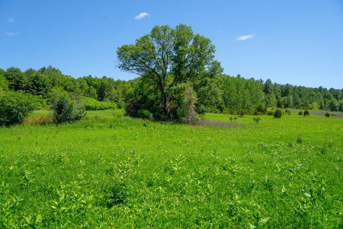 Restoration methods used by the Nature Conservancy of Canada and its partners include prescribed burns to open ground cover for seeding. Relying on dry conditions and natural cycles of fires to help maintain it, tallgrass prairies were once present throughout the Midwestern United States and the prairie provinces of Canada. Today, most of that land has been converted to cropland or otherwise developed. (Photo: Chelsea Marcantonio / Nature Conservancy of Canada)