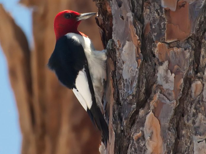 The Red-headed Woodpecker is listed as an endangered species in Ontario, but with restoration efforts taking place across the Rice Lake Plains at the east end of the Oak Ridges Moraine in Northumberland County, the bird has returned to the oak woodland and savanna properties after nearly 20 years. (Photo: Tony Campbell)