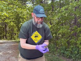 Conservation scientist Glenn M. Cunnington, pictured during the release of a snapping turtle hatchling, will join the Ontario Turtle Conservation Centre as its new executive director on June 15, 2026. He is assuming the role from Dr. Sue Carstairs, who has functioned as the registered charity's executive director and medical director since 2009. (Photo: Ontario Turtle Conservation Centre)