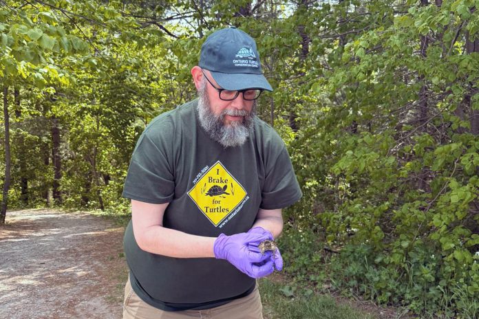 Conservation scientist Glenn M. Cunnington, pictured during the release of a snapping turtle hatchling, will join the Ontario Turtle Conservation Centre as its new executive director on June 15, 2026. He is assuming the role from Dr. Sue Carstairs, who has functioned as the registered charity's executive director and medical director since 2009. (Photo: Ontario Turtle Conservation Centre)