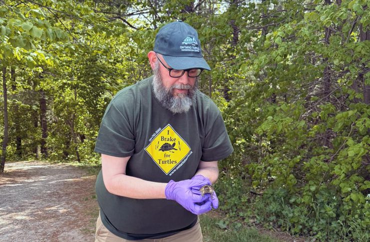 Conservation scientist Glenn M. Cunnington, pictured during the release of a snapping turtle hatchling, will join the Ontario Turtle Conservation Centre as its new executive director on June 15, 2026. He is assuming the role from Dr. Sue Carstairs, who has functioned as the registered charity's executive director and medical director since 2009. (Photo: Ontario Turtle Conservation Centre)