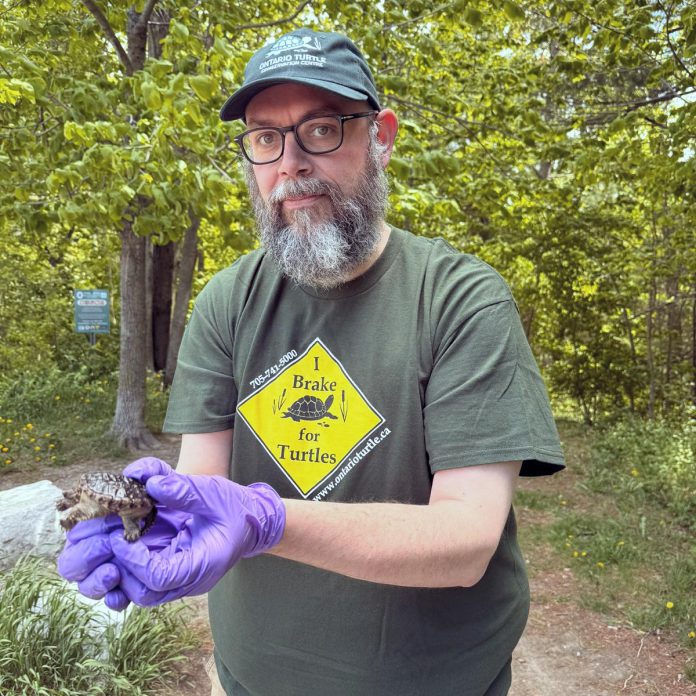 The Ontario Turtle Conservation Centre's new executive director, Glenn M. Cunnington, pictured during the release of a snapping turtle hatchling. Cunnington holds a Ph.D. focused on Road Ecology from Carleton University, an M.Sc. in Watershed Ecosystems, and a B.Sc. in Conservation Biology from Trent University, as well as a diploma from Fleming College in Fish and Wildlife. (Photo: Ontario Turtle Conservation Centre)